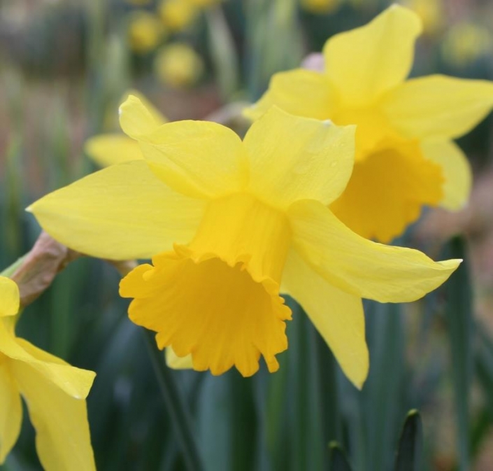 Helios Croft 16 Daffodils