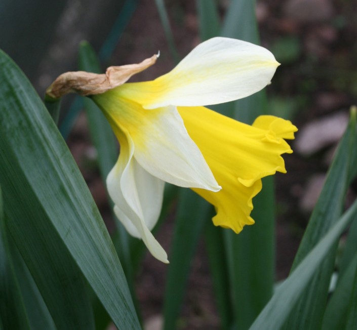 Victoria Croft 16 Daffodils